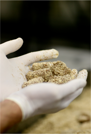 A pair of hands with nitrile gloves, holding some bite sized Li-Lac treats being made