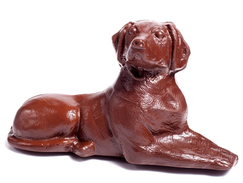 A chocolate molded labrador retreiver is laying down with it&